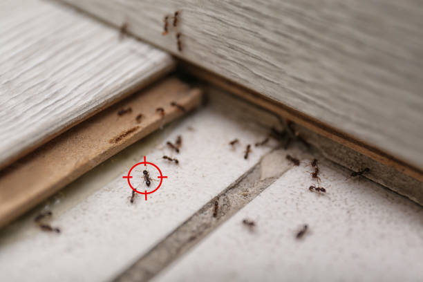 Best Mosquito Control Services  in Crestwood, MO