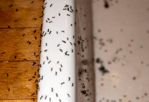 Best Affordable Pest Control Services  in Crestwood, MO